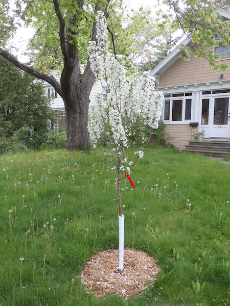 flowering crabapple bare
root transplant "Adirondack" in bloom