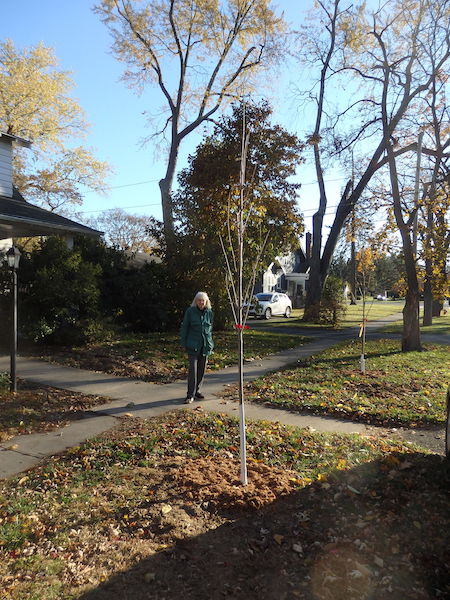 Red maples planted at 1 Glenwood St