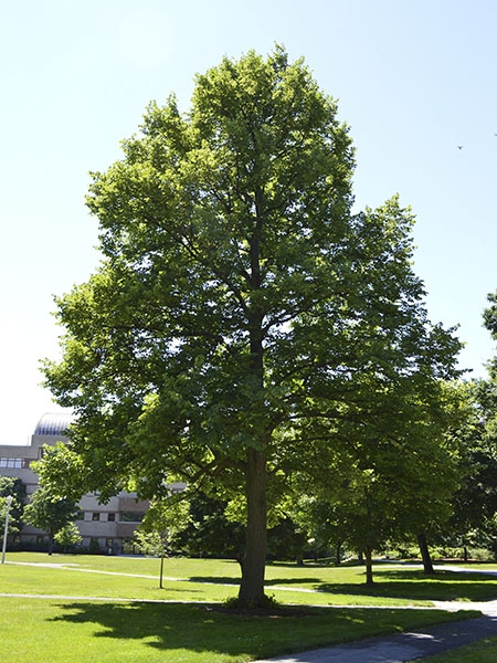 American Linden
