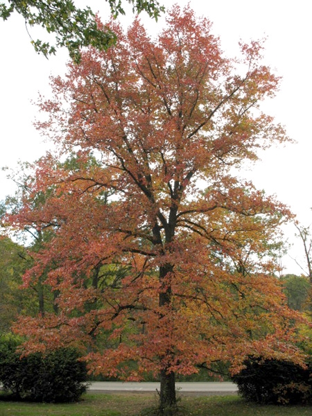 Black gum fall colour