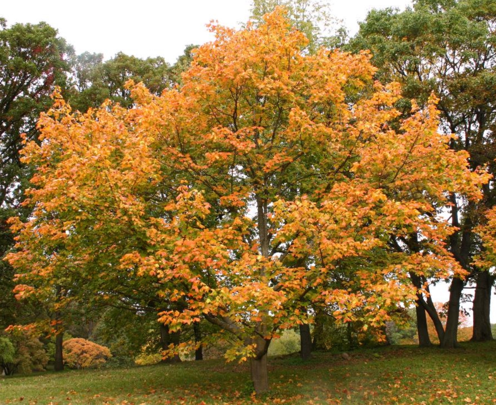 Black Maple fall
                colour
