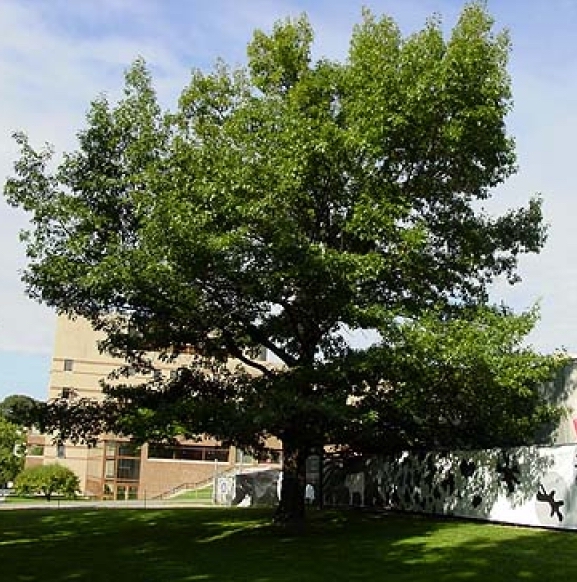 Black Oak