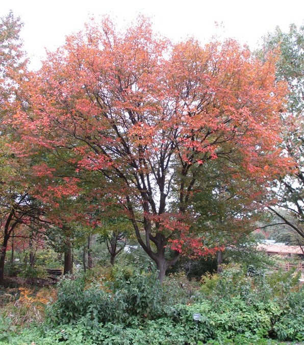 American Hornbeam fall
                colour