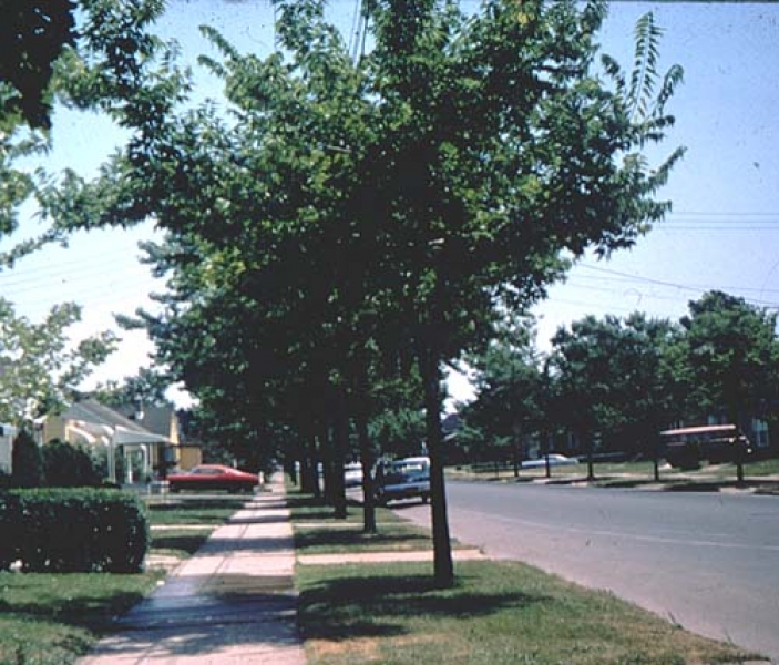 Common Hackberry