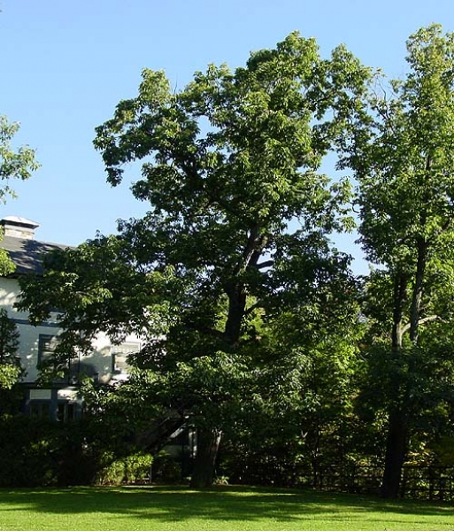 Chestnut Oak