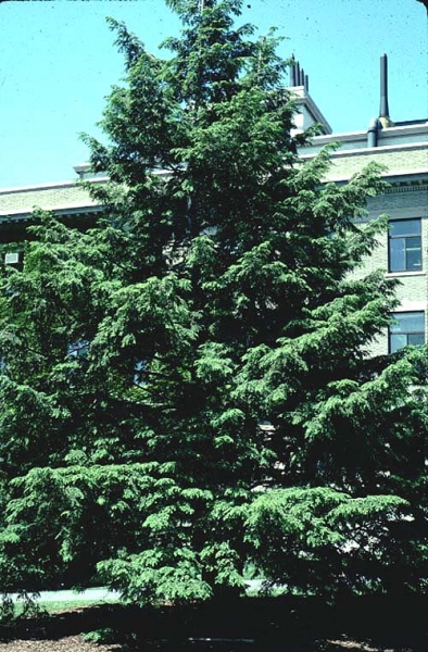 Eastern Hemlock