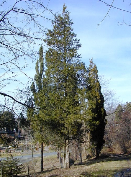 Eastern Red Cedar