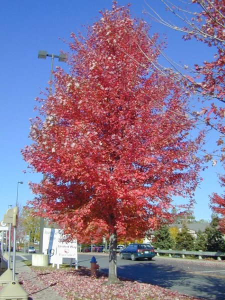 Freeman maple
                fall colour