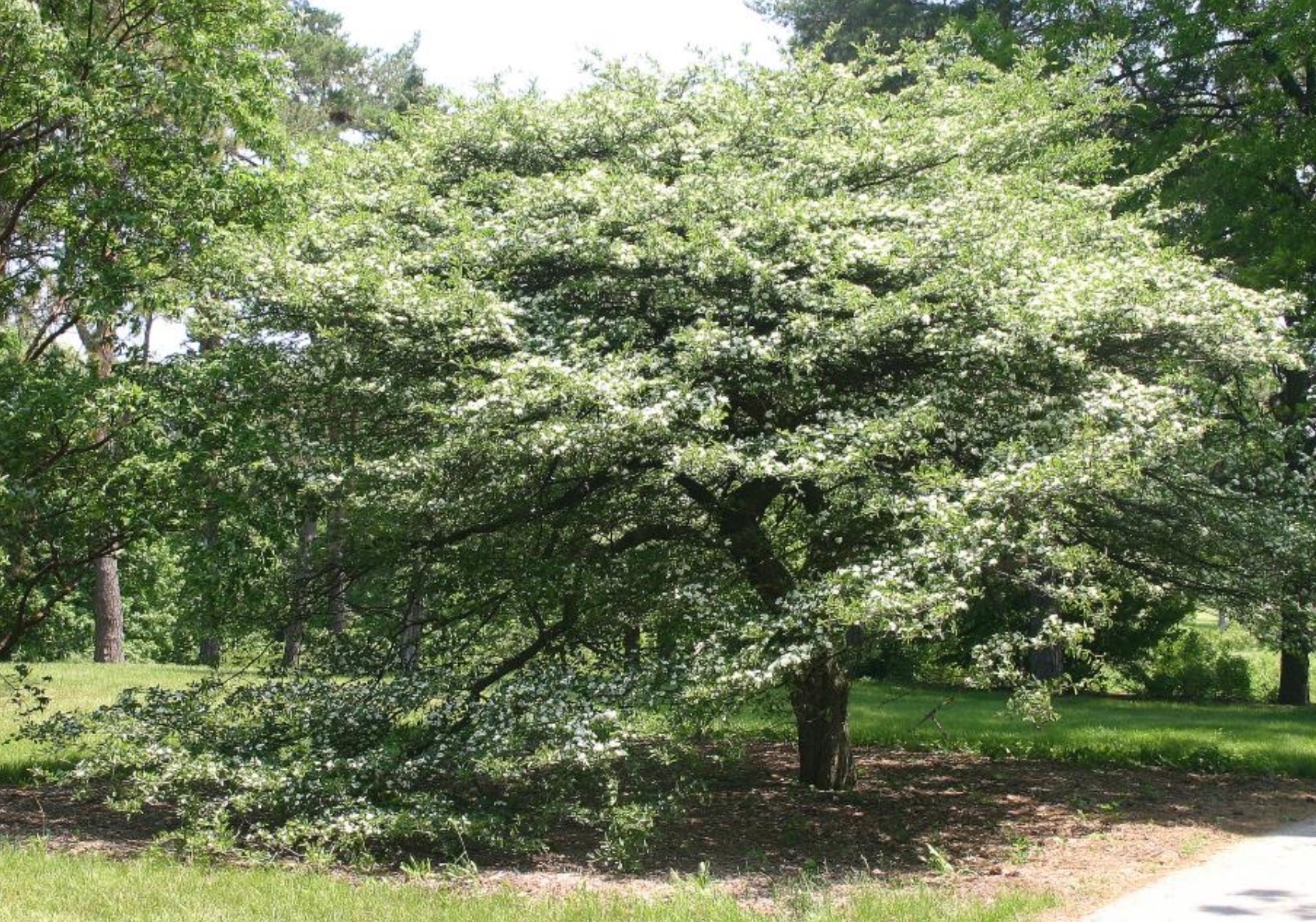 Hawthorn in bloom