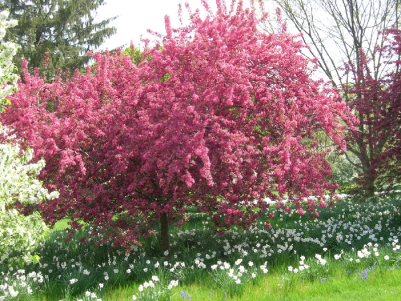Malus pink-flowering