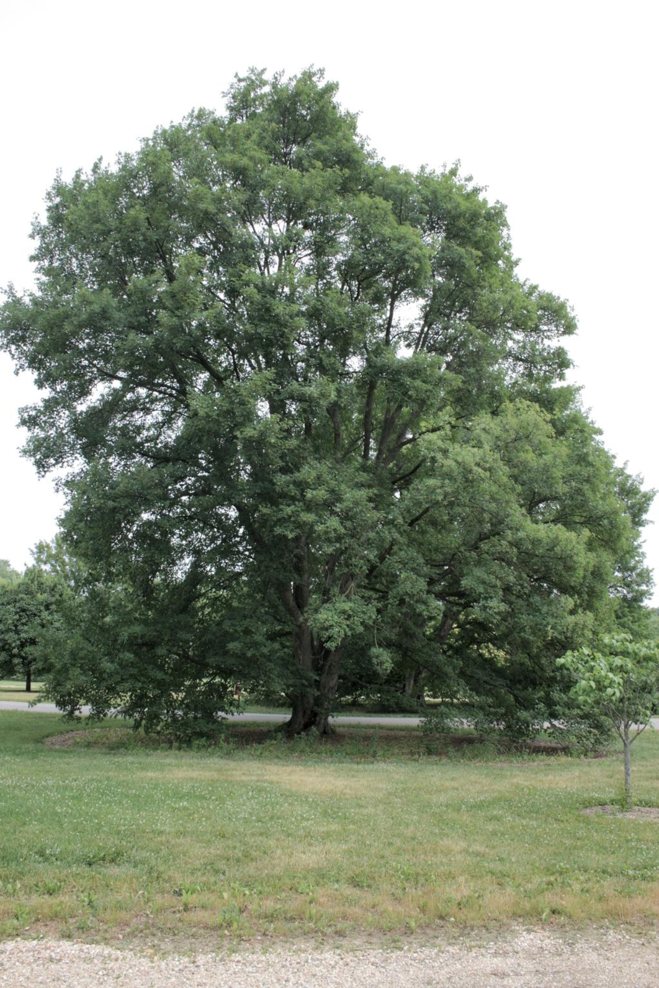 Miyabe maple