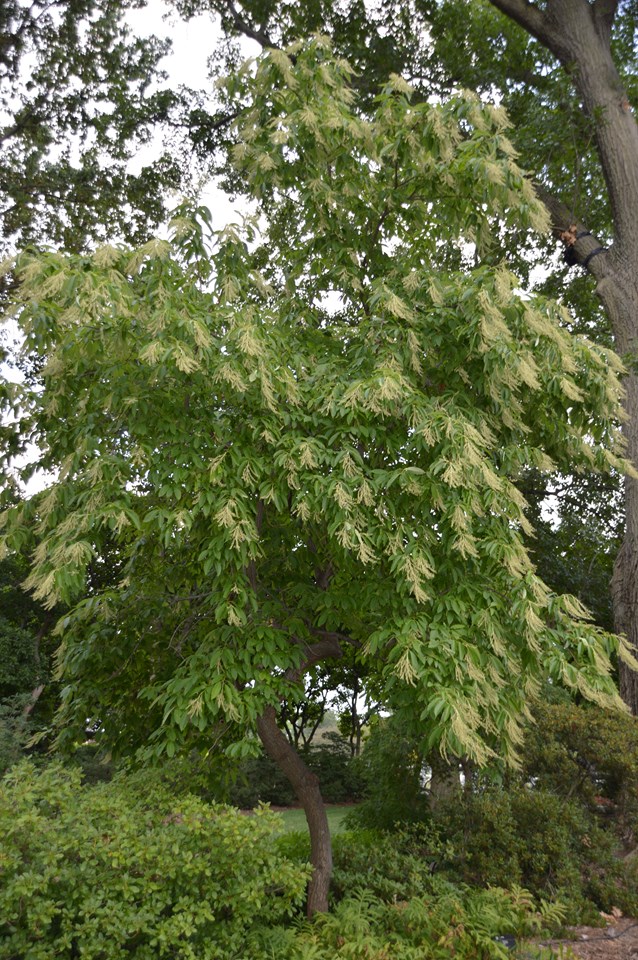 Sourwood Tree flowering