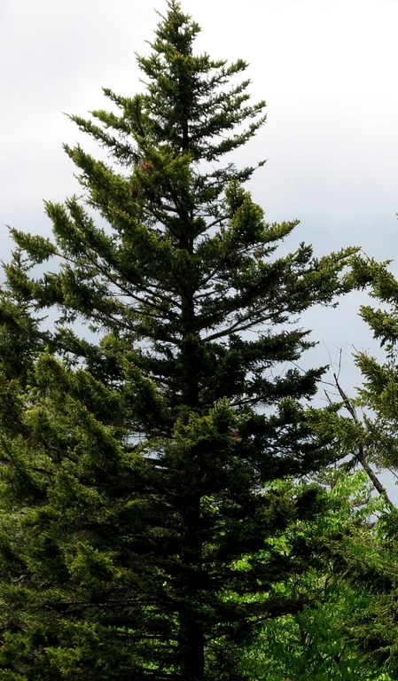 Red Spruce