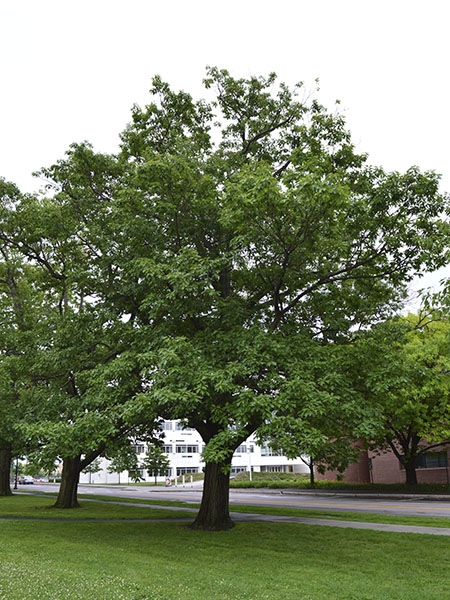 Red Oak