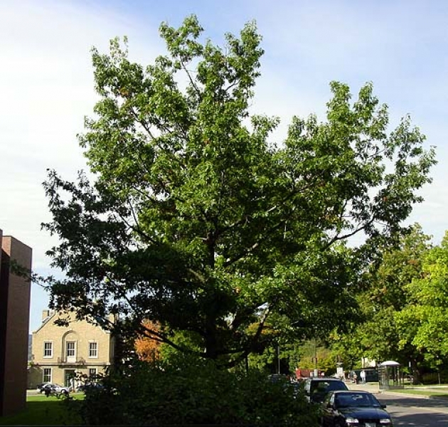 Scarlet Oak