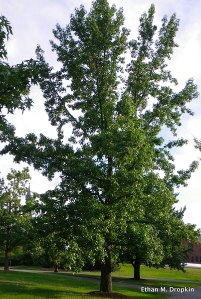 Sweetgum