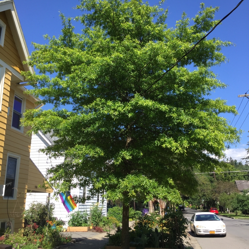Willow Oak