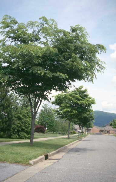 Japanese Zelkova