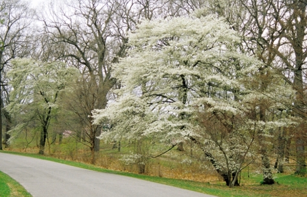 Serviceberry in
                bloom