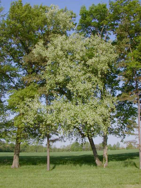 Black
                Cherry in bloom