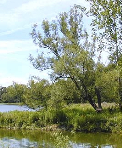 Black Willow