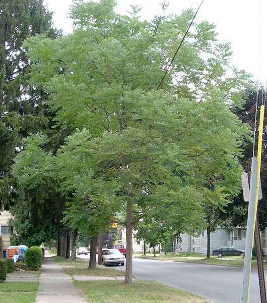 Kentucky
                Coffee tree