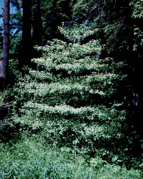 Pagoda Dogwood