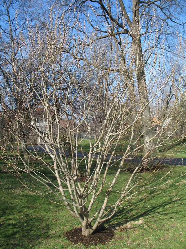 Pussy
                Willow