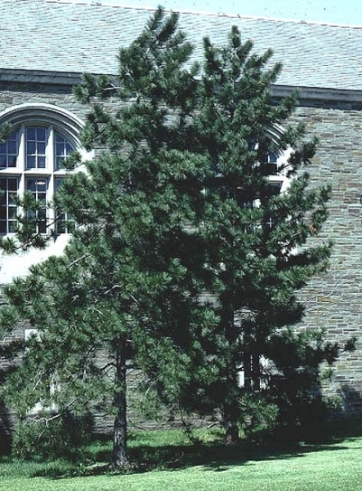 Red Pine