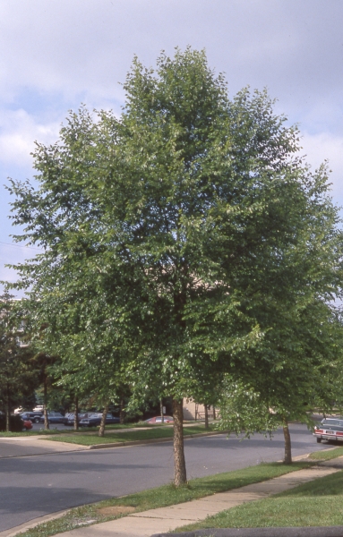 River Birch
