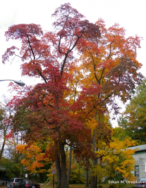 Sassafras