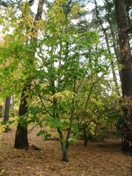 Striped Maple