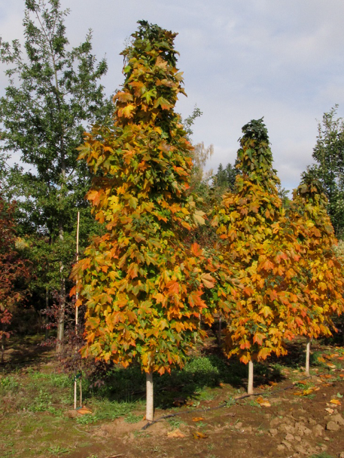 Maple 'Sugar Cone'