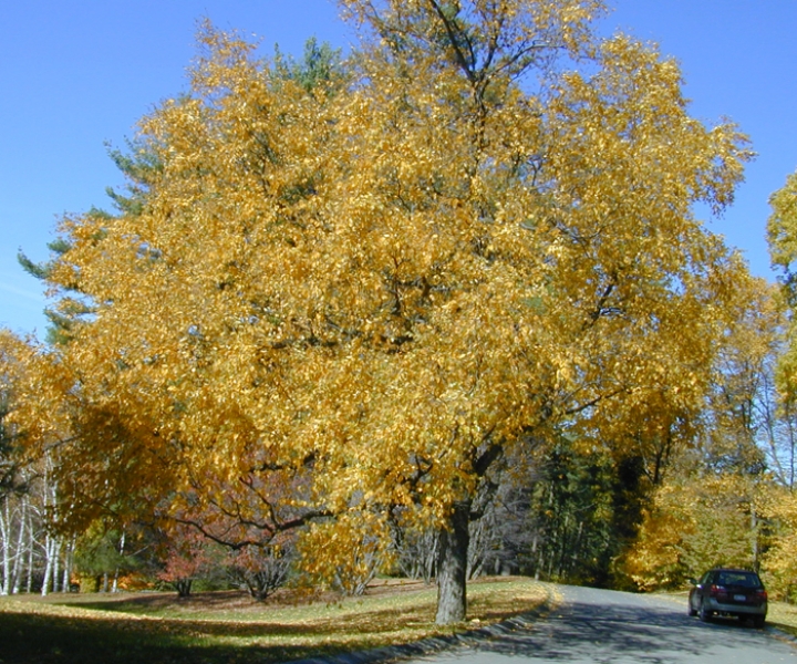 Sweet or Black Birch
                fall colour
