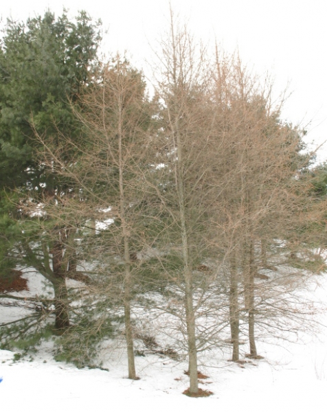 Tamarack