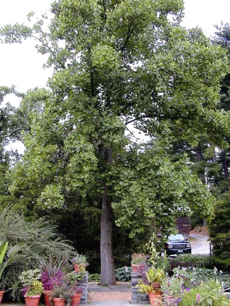 Tuliptree