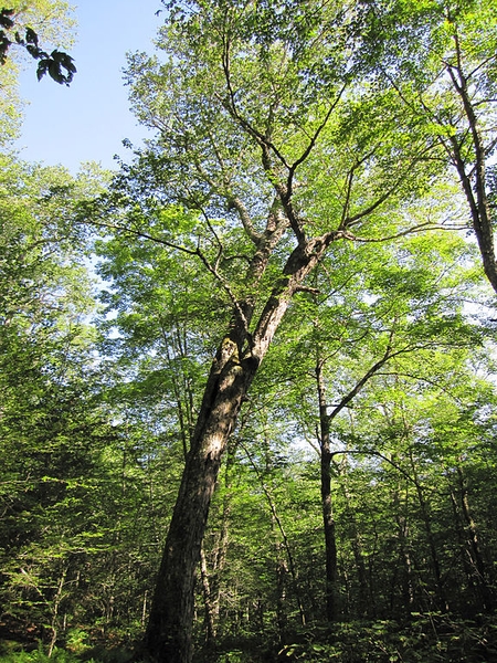 Yellow
                Birch