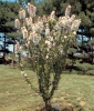 malus flowering