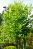 hackberry tree