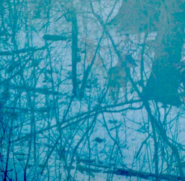 coyote near Fuller Road 25 January 2025