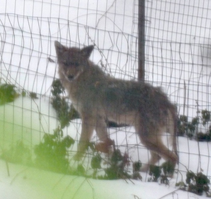 coyote near Warren St