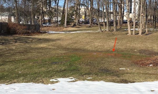 spring in the lot
of 1257 Western Ave